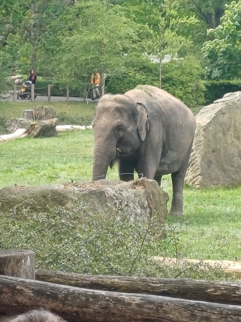 ZOO Praha - KH (128).jpeg